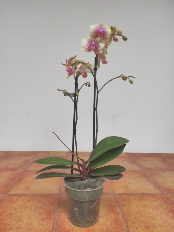 Phalaenopsis 2 hastes - Image 2