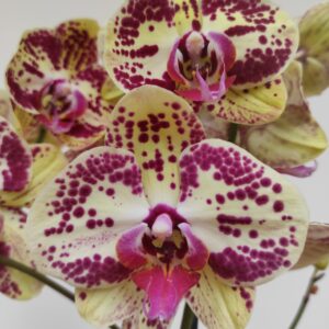 Phalaenopsis 2 hastes