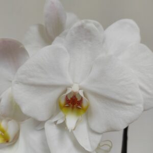 Phalaenopsis Cascade