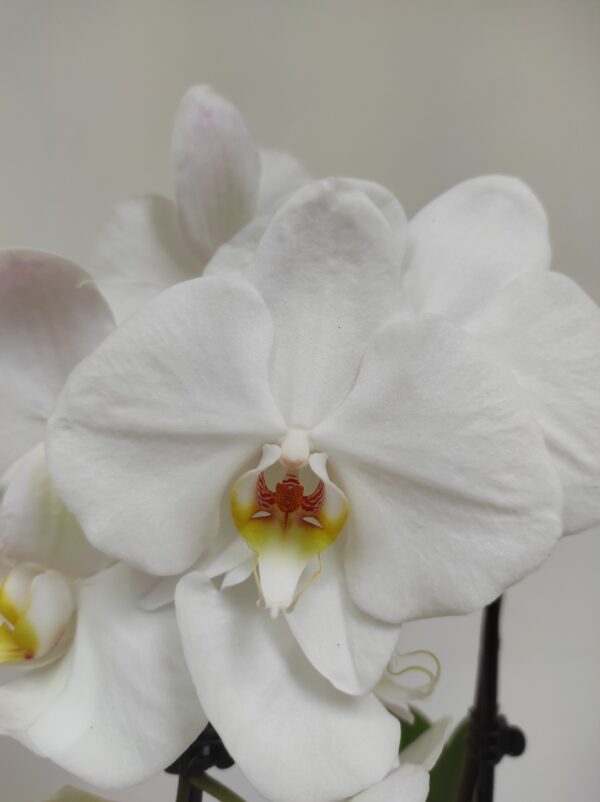 Phalaenopsis Cascade
