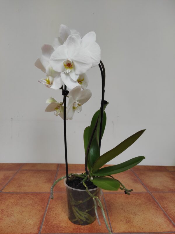 Phalaenopsis Cascade - Image 2