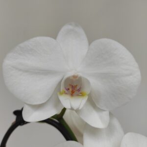 Phalaenopsis Cascade