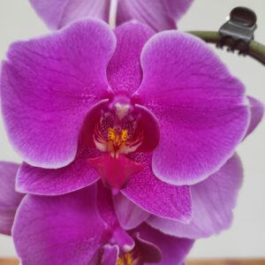 Phalaenopsis Cascade