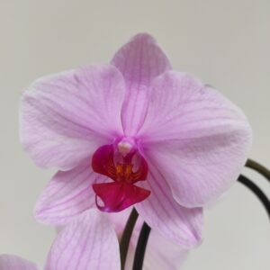 Phalaenopsis Cascade