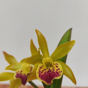 Cattleya Nell Hammer x Maikai - Com Flor