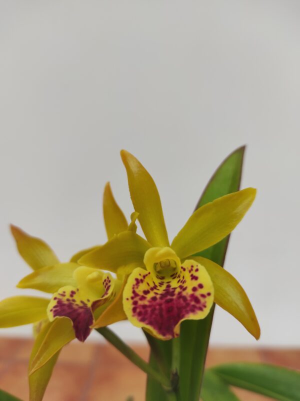 Cattleya Nell Hammer x Maikai - Com Flor