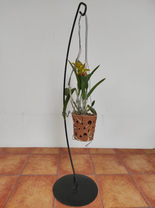 Cattleya Nell Hammer x Maikai - Com Flor - Image 2
