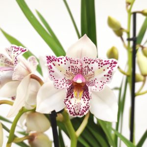 Cymbidium Flamingo - 2 Hastes