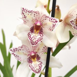 Cymbidium Flamingo - 2 Hastes