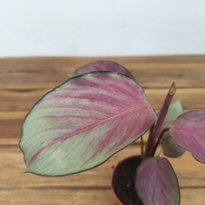 Calathea Roseopicta 'Silverplate'