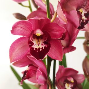 Cymbidium 2/3 hastes