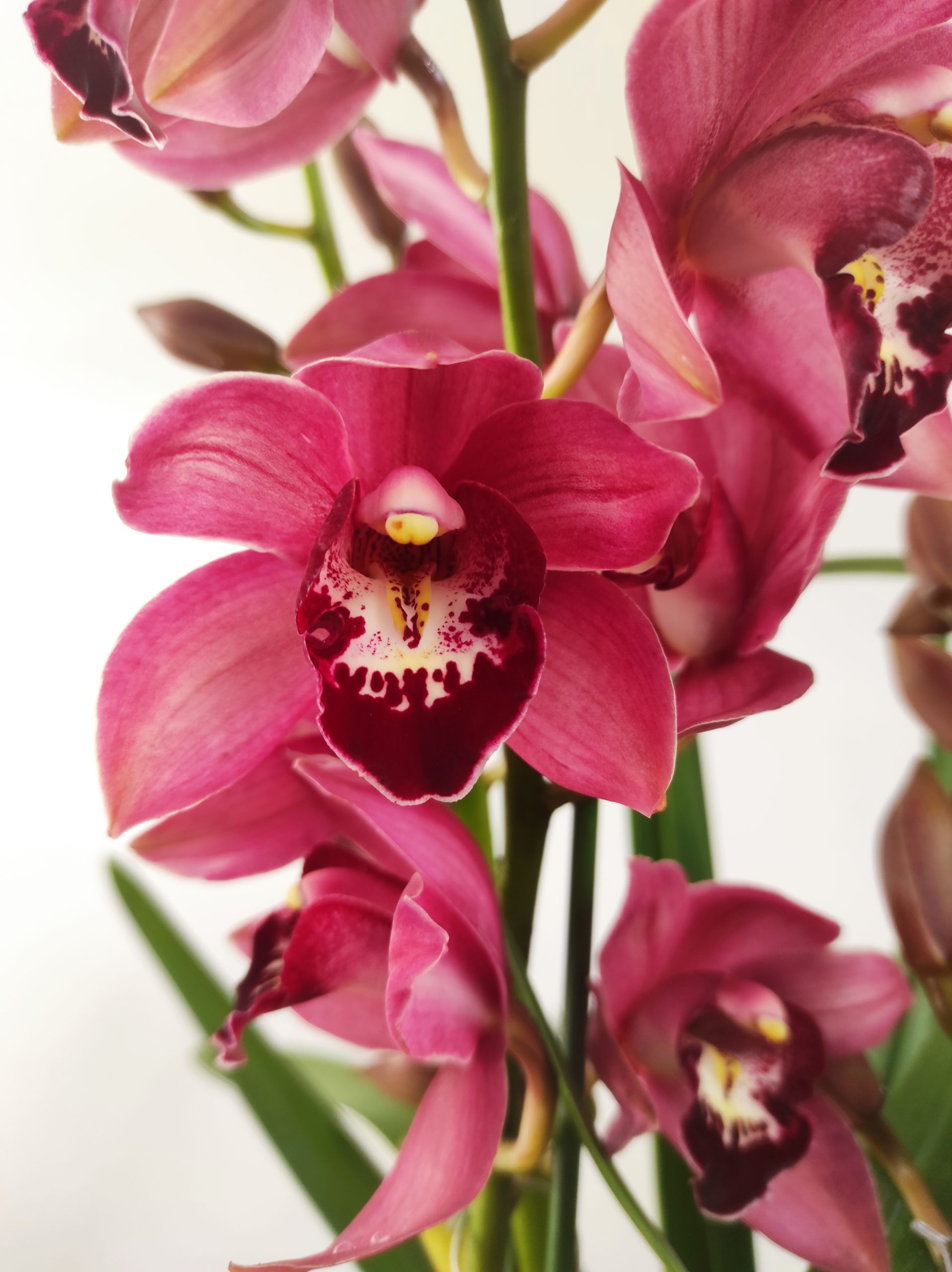 Cymbidium 2/3 hastes