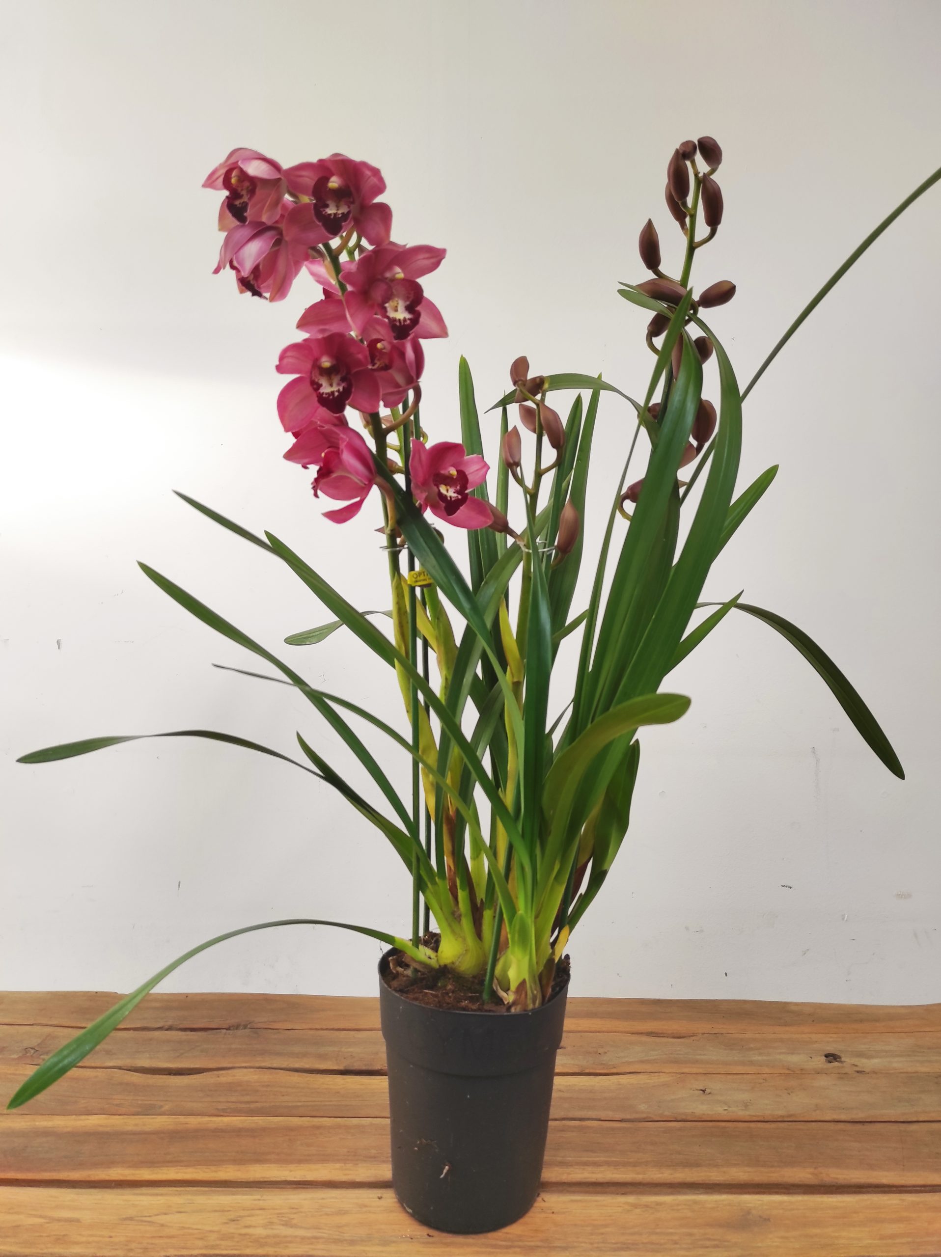 Cymbidium 2/3 hastes - Image 2