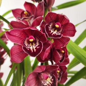 Cymbidium 2/3 hastes
