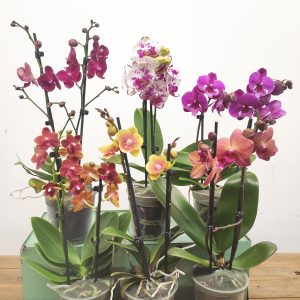 Conjunto 6 Phalaenopsis