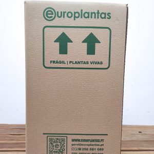 Caixa Surpresa - 6 Plantas