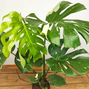 Monstera Thai Constellation