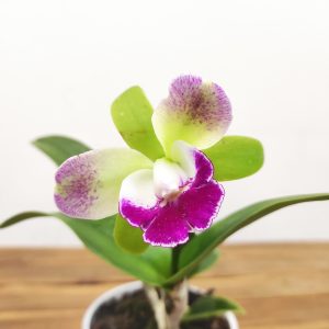 Cattleya