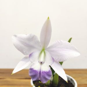 Cattleya