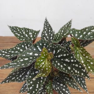 Begonia Maculata Spotlight Green