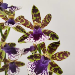 Zygopetalum Louisendorf
