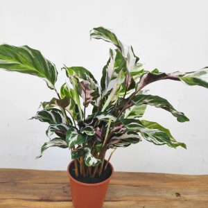 Calathea White Fusion