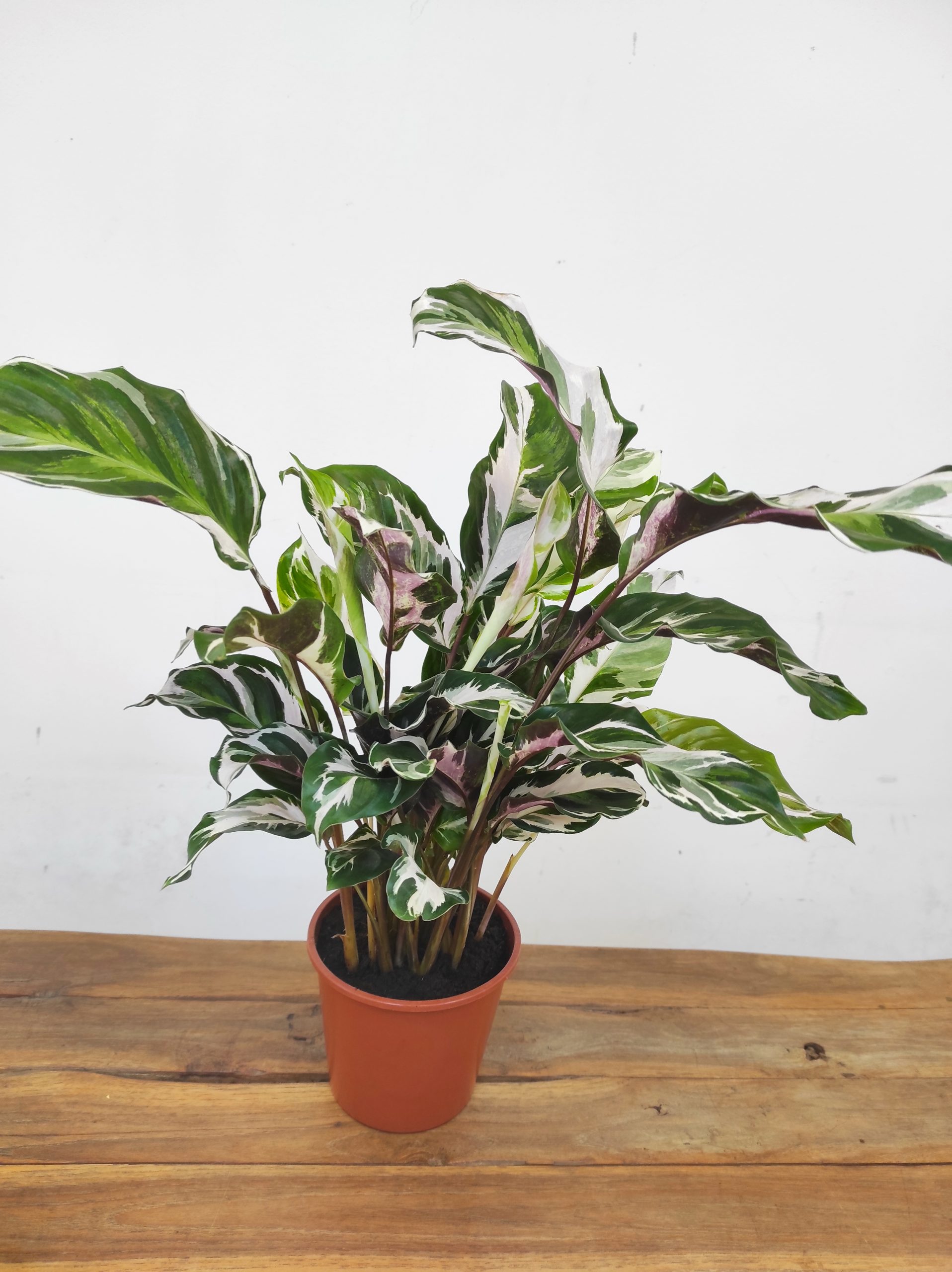 Calathea White Fusion