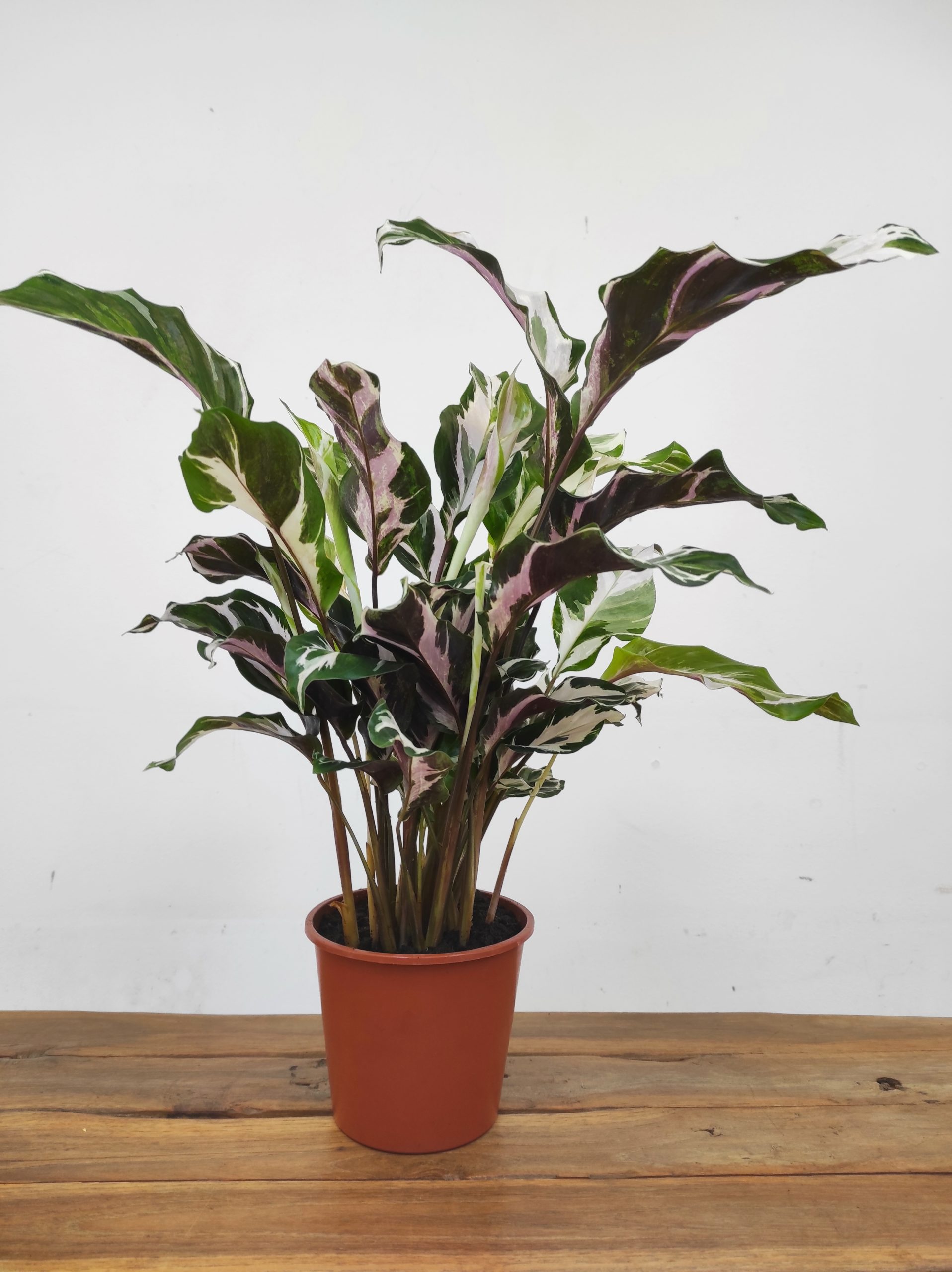 Calathea White Fusion - Image 2