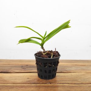 Smitinandia Micrantha - Sem Flor