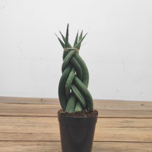 Sansevieria Cylindrica Trançada  V.6