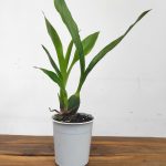 Zygopetalum Sem Flor – V.12