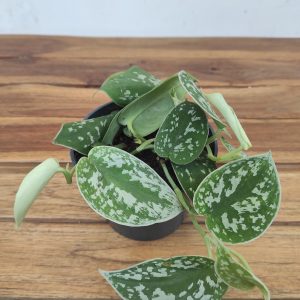 Scindapsus Pictus Argyraeus