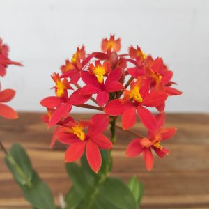 Epidendrum Laranja