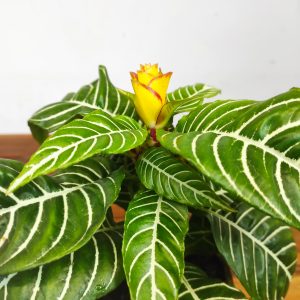 Aphelandra Squarrosa 'Dania'
