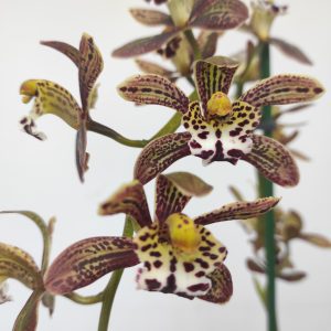 Cymbidium Magic Chocolate 2-3 Hastes - V.14