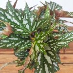 Begonia 'Sherwood Forest'