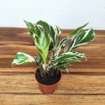 Calathea White Fusion