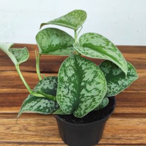 Scindapsus Pictus Argyraeus
