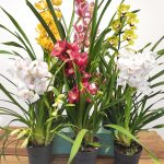 Conjunto 6 Cymbidiuns - Com Flor