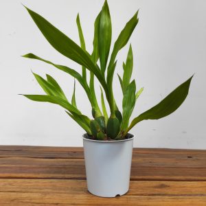 Zygopetalum Sem Flor – V.12