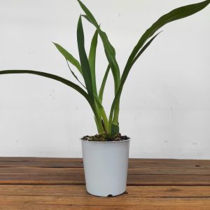 Zygopetalum Sem Flor – V.12