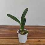 Cattleya Sem Flor - Vaso Branco