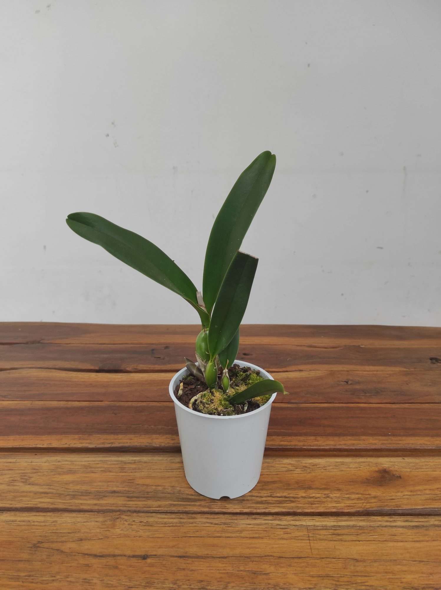 Cattleya Sem Flor - Vaso Branco