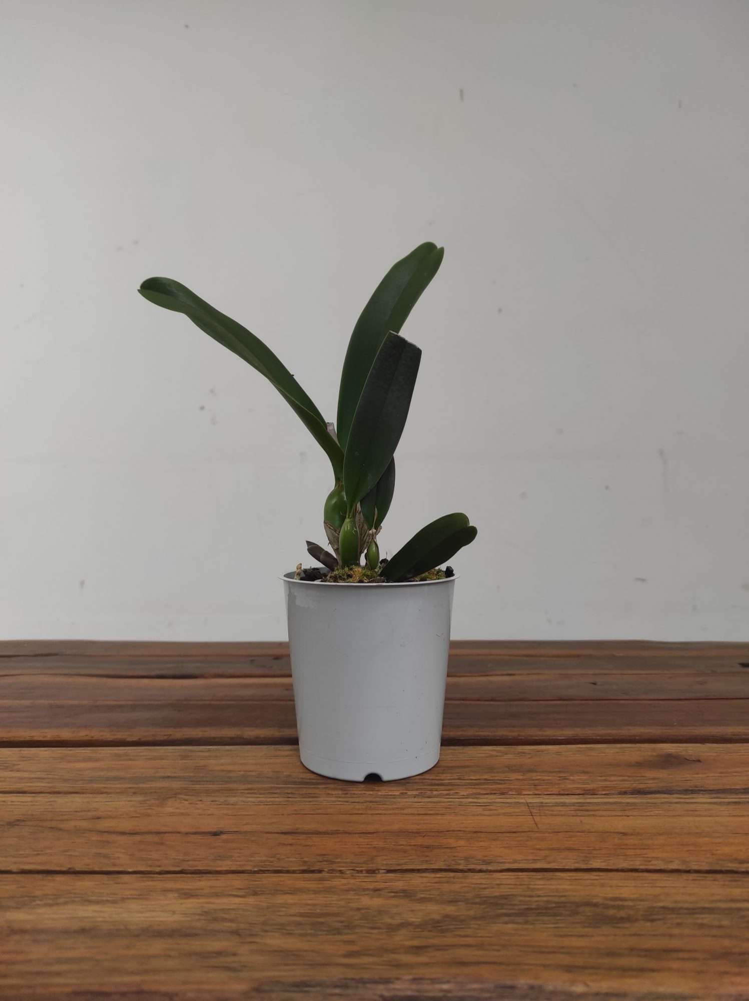 Cattleya Sem Flor - Vaso Branco - Image 2