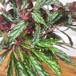 Begonia Hemsleyana Sylver