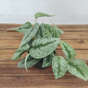 Scindapsus Pictus 'Trebie' V.12