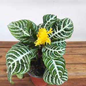 Aphelandra Squarrosa 'Dania' V.13