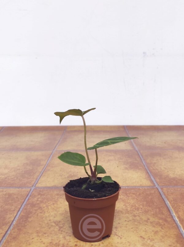 Anthurium Chrystallinum - Image 3