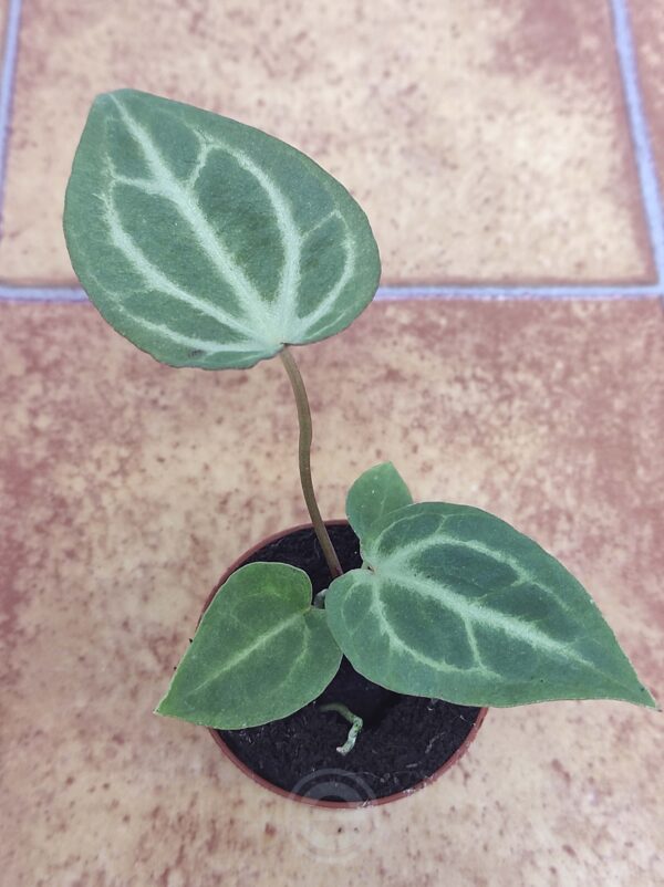 Anthurium Chrystallinum