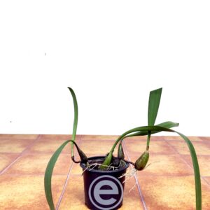 Bulbophyllum Roxburghii - Sem Flor